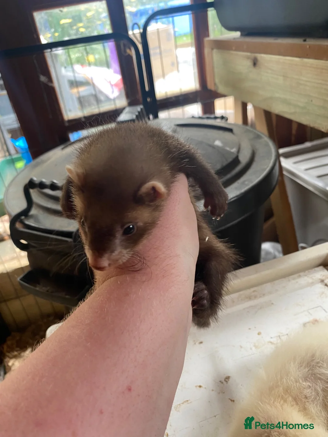 Ferret rodents for sale: Baby Male ferrets  - Advert 5
