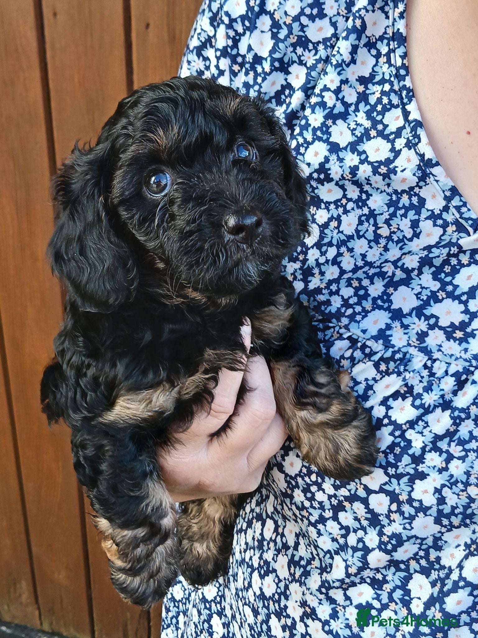 Cavapoo dogs Cavapoo Puppy - Advert 16