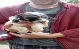 Cocker Spaniel dogs for sale: Stunning cocker spaniel litter  - Image 5