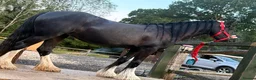 Irish Cob horses for sale: Cob riding pony name moon in Pulborough - Advert 4