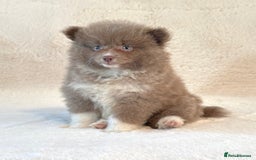 Pomsky dogs for sale: Genuine Rare lilac/tan toysize male Pomsky puppies - Image 11