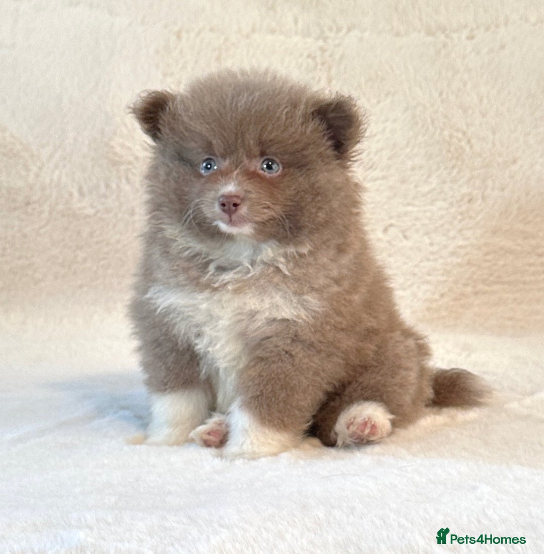 Pomsky dogs for sale: Genuine Rare lilac/tan toysize male Pomsky puppies - Image 11