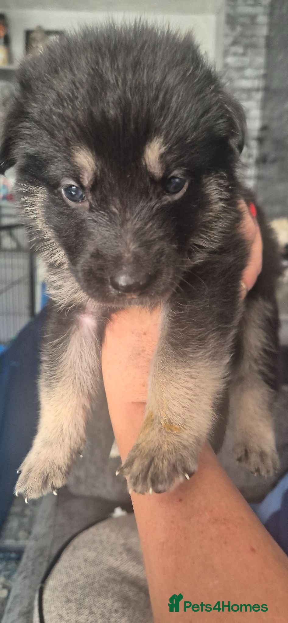Mixed Breed dogs Pups  mum gsdx Alaskan malamute Dad is full gsd  - Advert 1