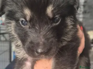 Mixed Breed dogs Pups mum gsdx Alaskan malamute Dad is full gsd - Advert 10