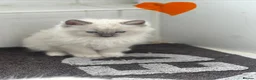 Ragdoll cats for sale: 5 Adorable male Ragdoll kittens for sale - Advert 10