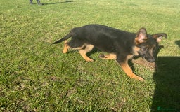 German Shepherd dogs for sale: 25 years experience breeding German Shepherds  - Image 9