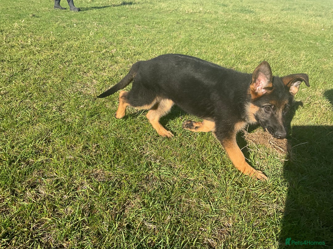 German Shepherd dogs for sale: 25 years experience breeding German Shepherds  - Image 9