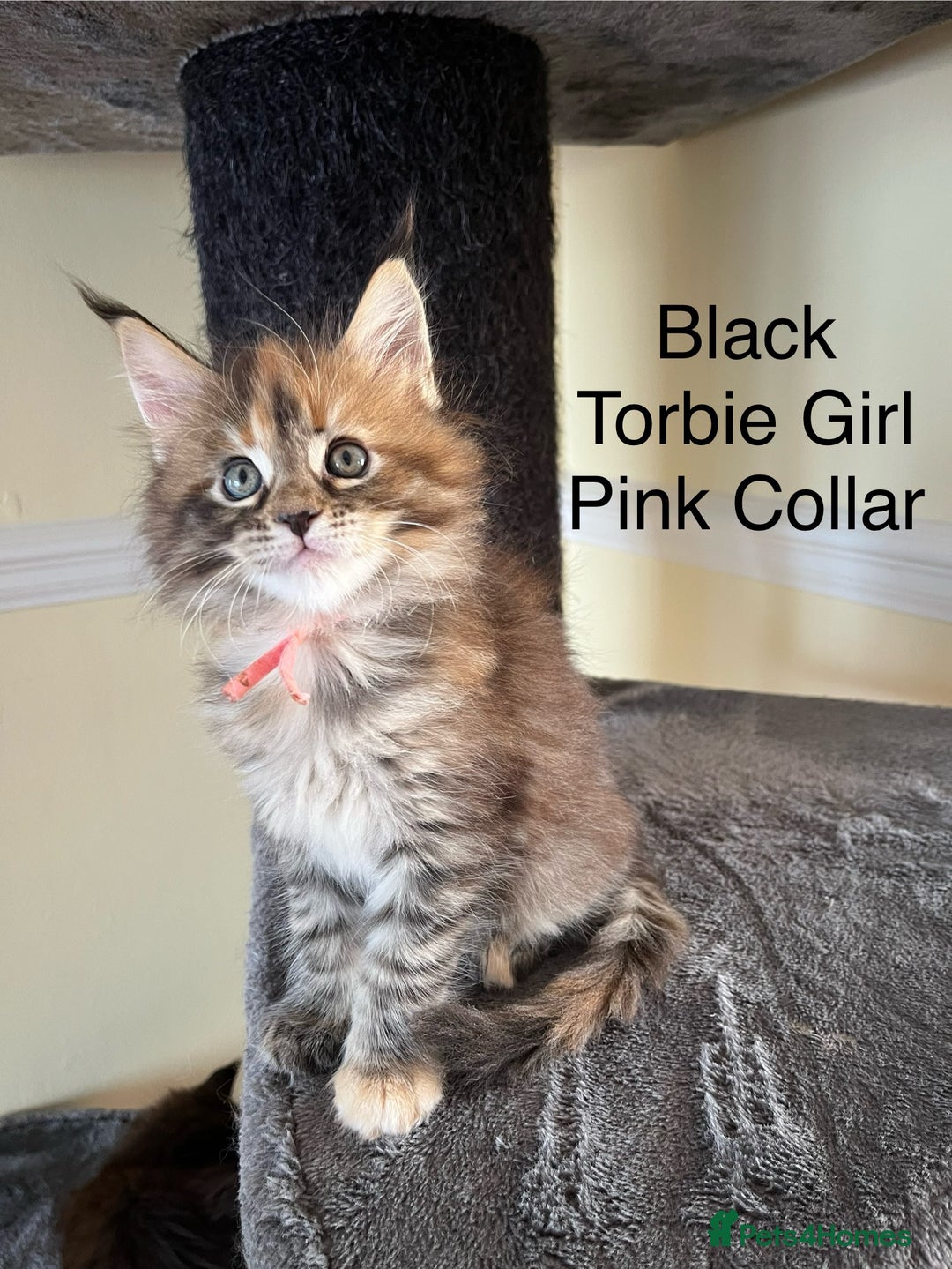 Maine Coon cats for sale: Pure Bred Maine Coon Kittens - Image 2