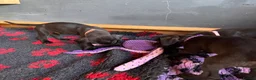 Great Dane dogs for sale: Ready now! Beautiful KC Great Dane puppies  - Advert 29