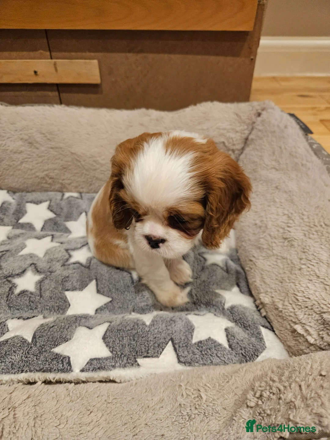 Cavalier King Charles Spaniel dogs for sale: * KC reg Cavalier King Charles Spaniel * - Advert 2