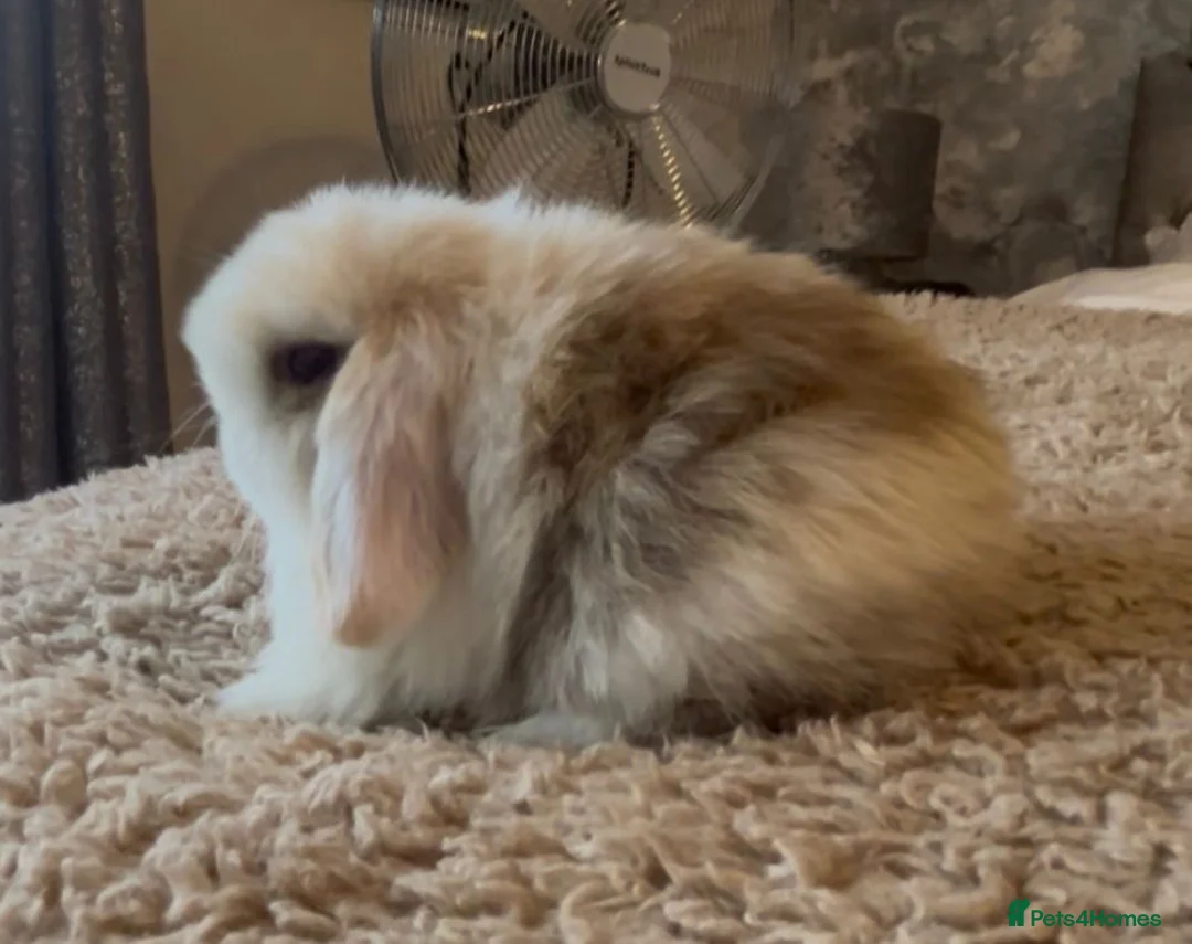 Mini Lop rabbits for sale: PEDIGREE MINI LOP BABIES READY TO RESERVE  - Advert 10