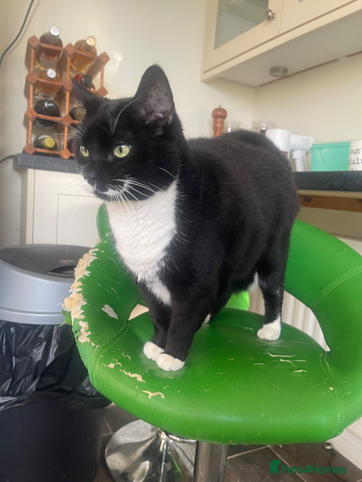 Mixed Breed cats Pair of black & white “Tuxedo” sisters  - Advert 2