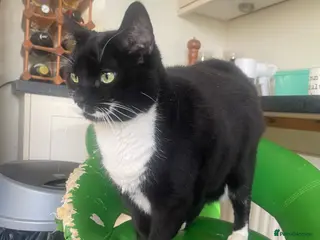 Mixed Breed cats Pair of black & white “Tuxedo” sisters - Advert 2