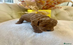 Cockapoo dogs for sale: 4⭐️Licensed F1b Cockapoos Exceptionally Bred - Image 17