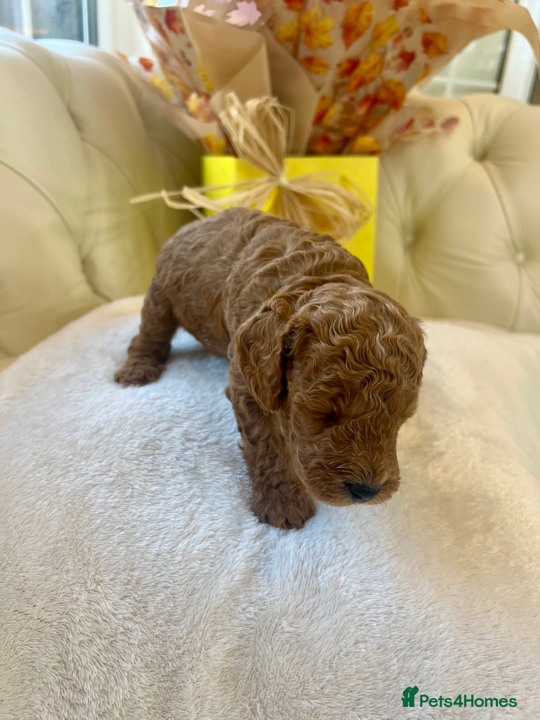 Cockapoo dogs for sale: 4⭐️Licensed F1b Cockapoos Exceptionally Bred - Image 17