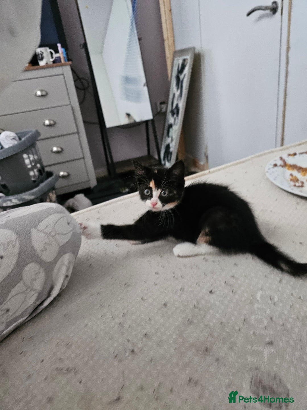 Mixed Breed cats for sale: Female 8 month old Kitten for sale  - Advert 4