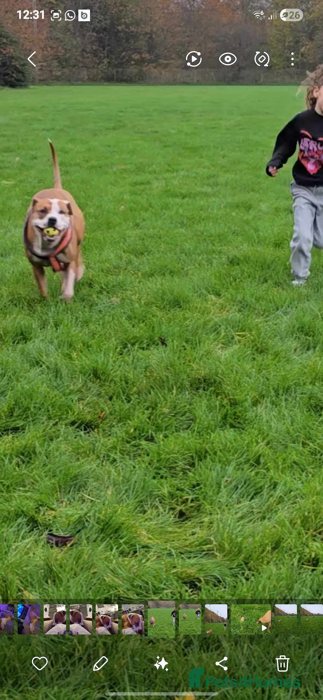 Mixed Breed dogs for sale: Beautiful mixed staffy age 3 - Advert 7