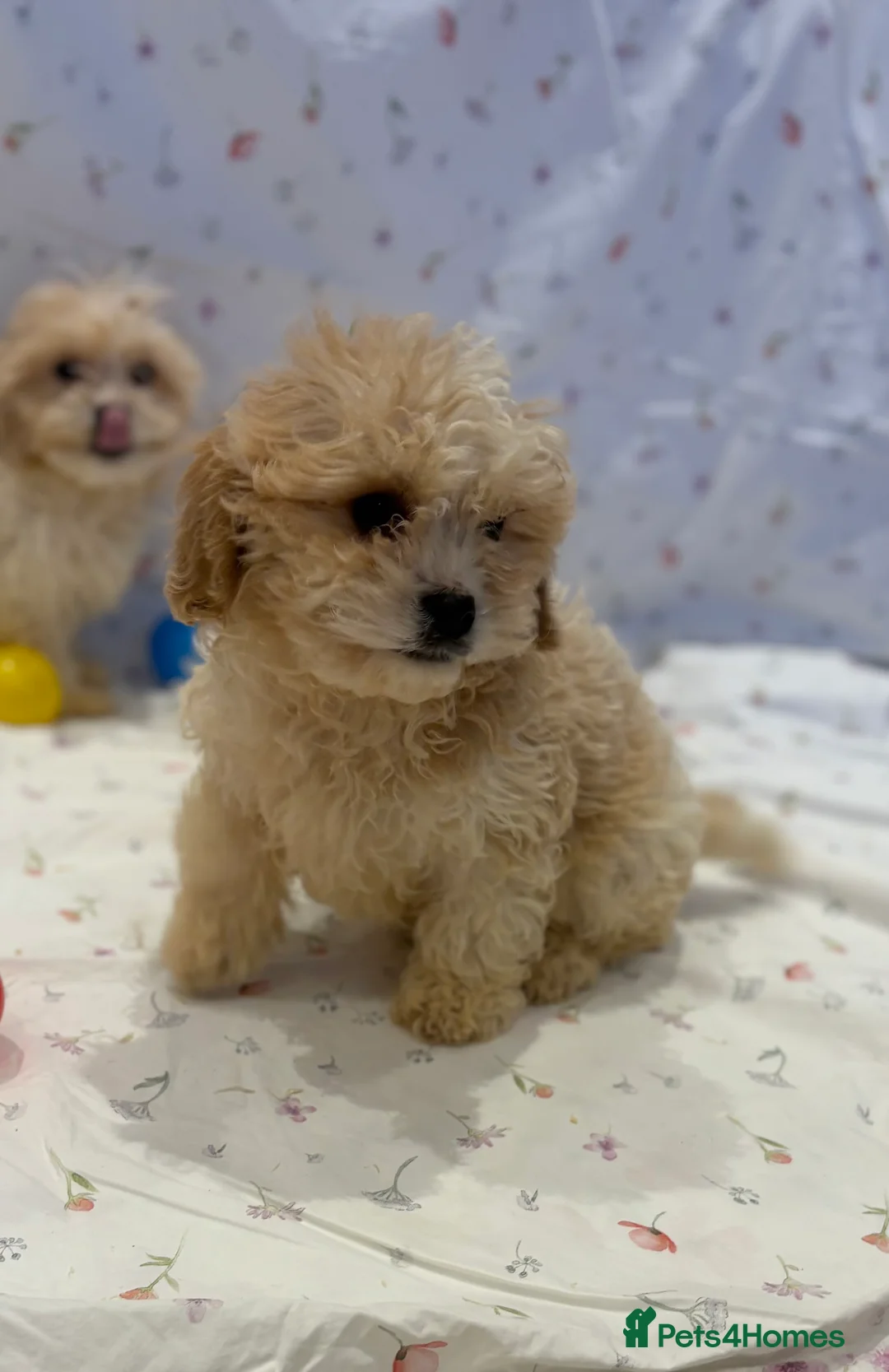 Cavapoo dogs for sale: Extensively health tested Stunning Cavapoo boys - Advert 2