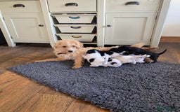 Jackapoo dogs for sale: Beautiful Jackapoo Puppies - Image 9