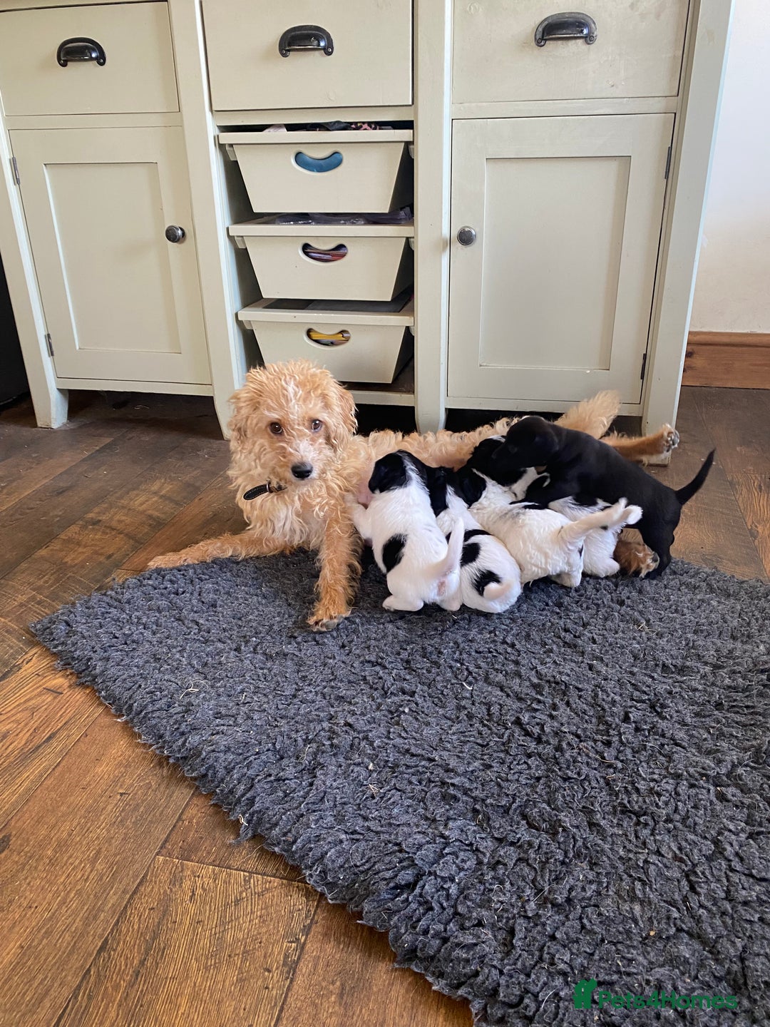 Jackapoo dogs for sale: Beautiful Jackapoo Puppies - Image 9