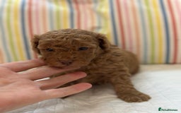 Toy Poodle dogs for sale: Tiny toy poodle boys  - Advert 25