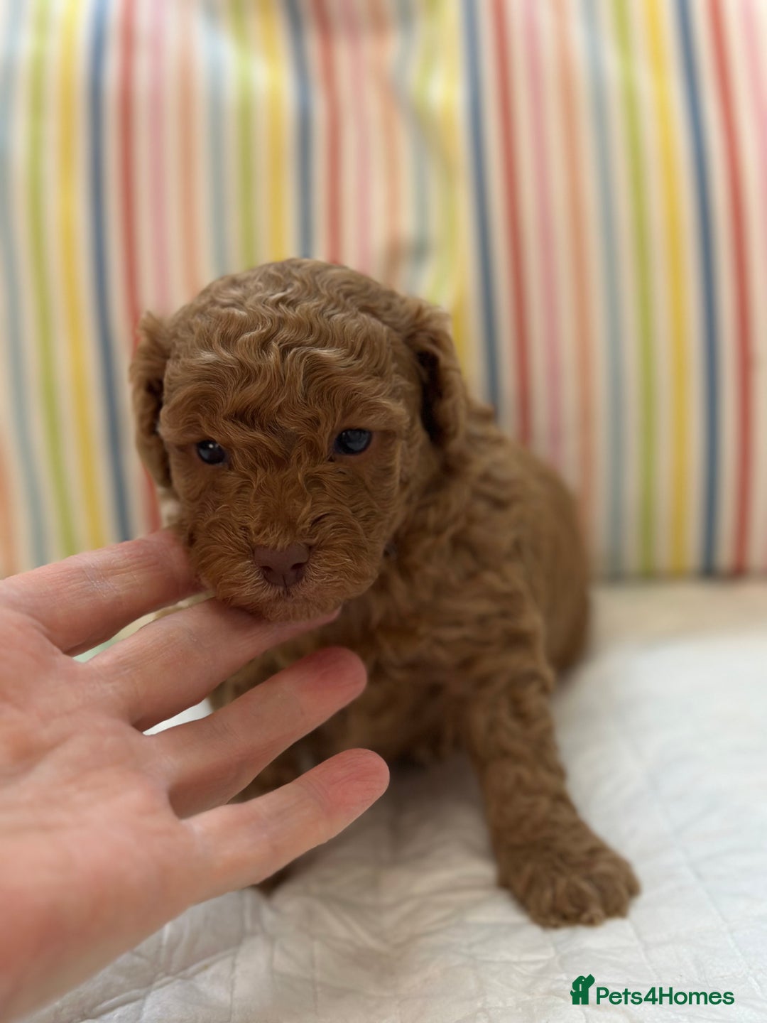 Toy Poodle dogs for sale: Tiny toy poodle boys  - Advert 25