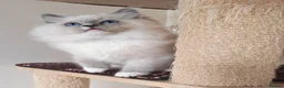 Ragdoll cats for sale: BEAUTIFUL RAGDOLLS KITTENS GCCF REGISTERED  - Advert 5