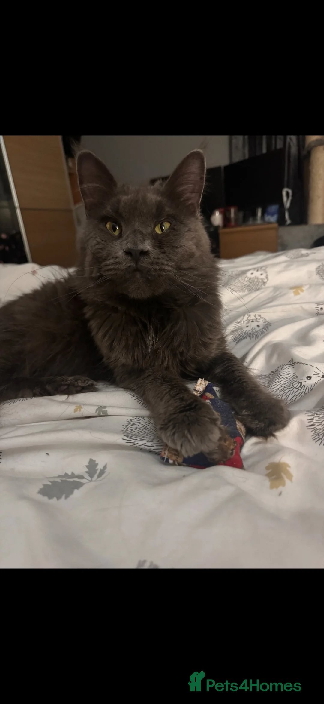 Maine Coon cats for sale: 4x maine coons for sale in Ashton-under-Lyne - Advert 20