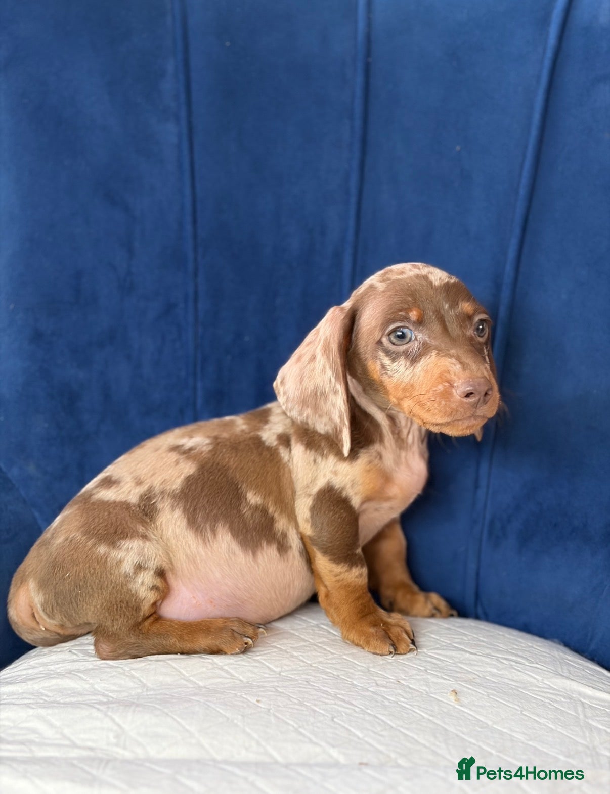 Miniature Dachshund dogs Miniature Dachshunds 8 weeks old Ready to leave  - Advert 4