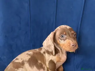 Miniature Dachshund dogs Miniature Dachshunds 8 weeks old Ready to leave - Advert 4