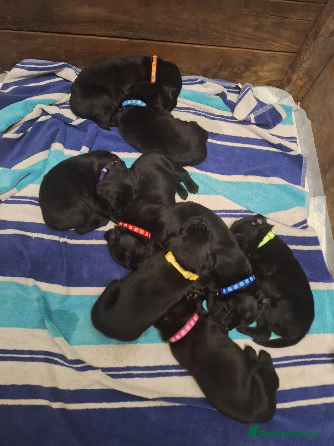 Labrador Retriever dogs for sale: Labrador boys 9 weeks old  in Harleston - Advert 10