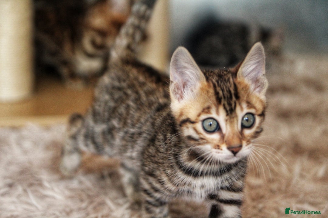 Bengal cats for sale: 🤎 WORLD CLASS BENGALS 🤎 - Advert 8