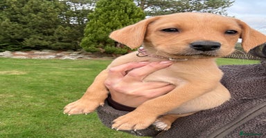 Labrador Retriever dogs - Advert 14