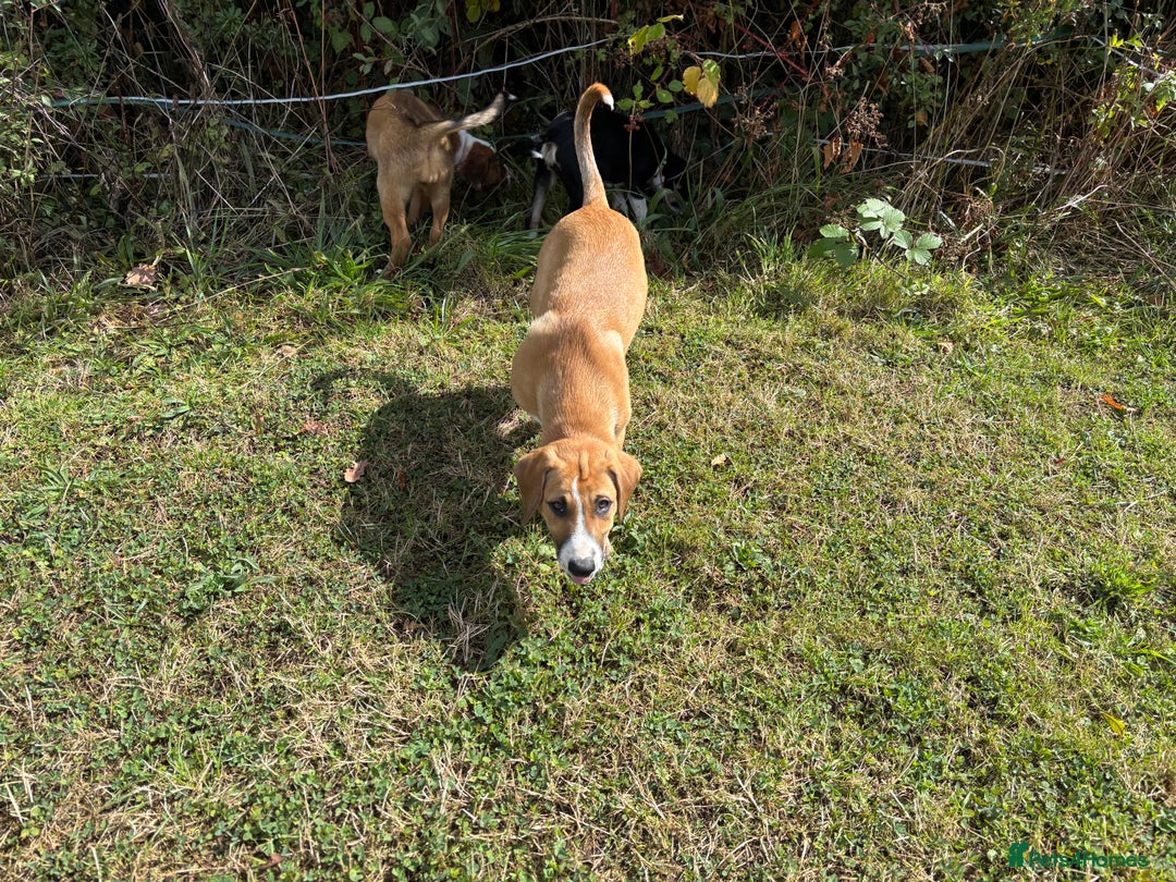 Mixed Breed dogs for sale: Lurcher, Collie X - Image 5