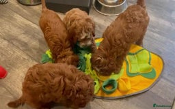 Cavapoo dogs for sale: Beautiful f1 red cavapoo puppies - Image 5