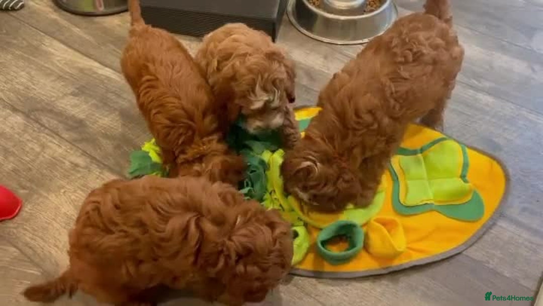 Cavapoo dogs for sale: Beautiful f1 red cavapoo puppies - Image 5