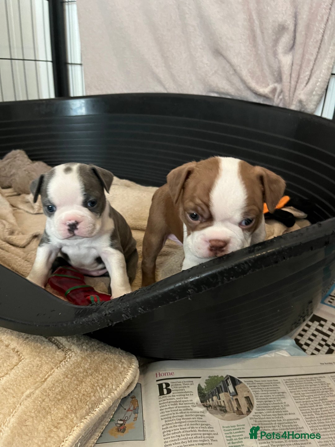 Boston Terrier dogs for sale: Stunning Bostons *1 BEAUTIFUL BOY REMAINING* - Advert 5