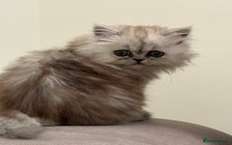 Persian cats for sale: Beautiful Grey Tortie Persian Kitten  - Image 9