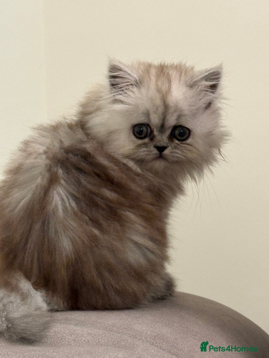 Persian cats for sale: Beautiful Grey Tortie Persian Kitten  - Image 9