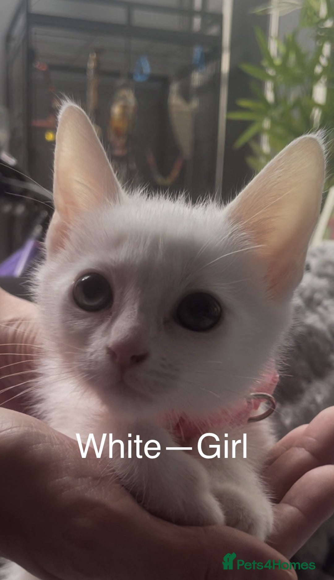 Mixed Breed cats for sale: Kittens  - Image 3