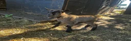 Goats livestock for sale: BOY WHETHER PYGMY GOAT KID FOR SALE - Advert 4