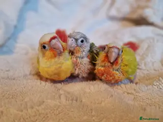 Conures birds Super adorable fully hand reared baby conures - Advert 1