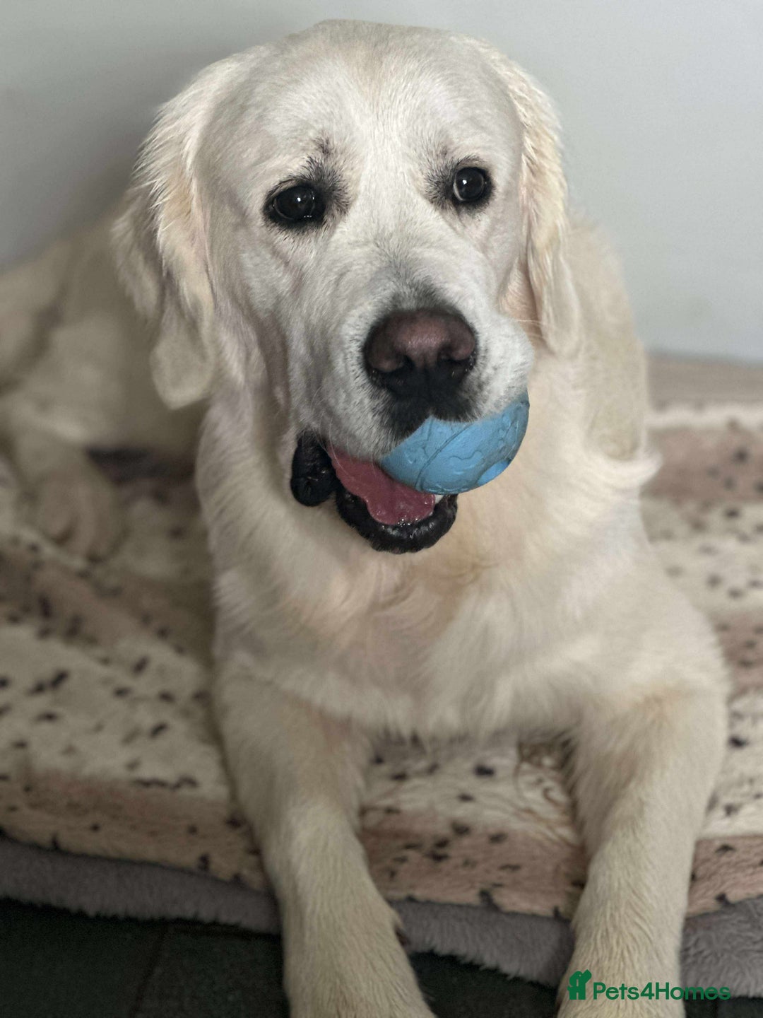 Golden Retriever dogs for stud: KC DNA tested white Boy avialable for Stud - Advert 11