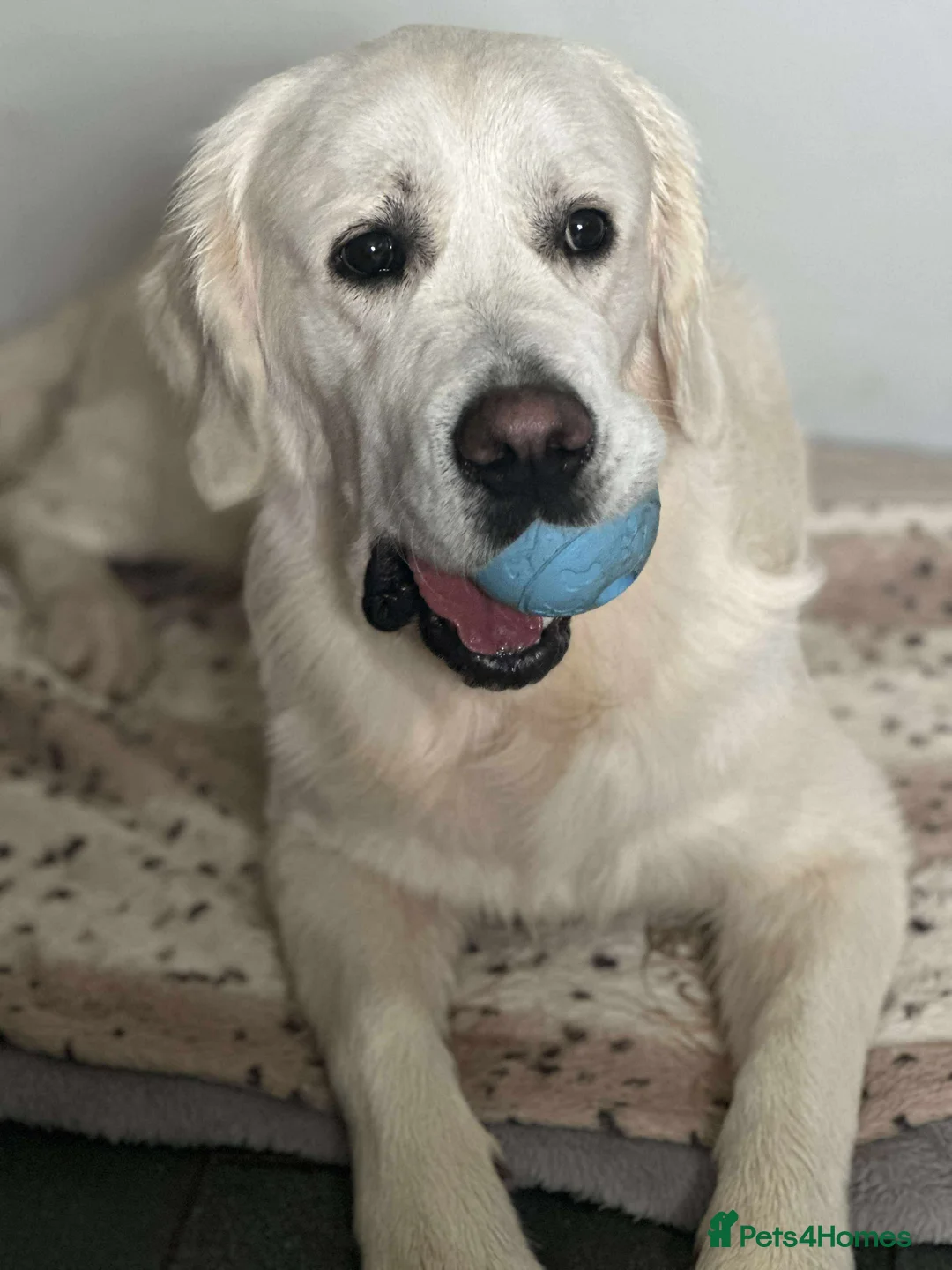 Golden Retriever dogs for stud: KC DNA tested white Boy avialable for Stud - Advert 11