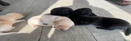 Labrador Retriever dogs for sale: KC Registered Working Labrador Pups  - Advert 7