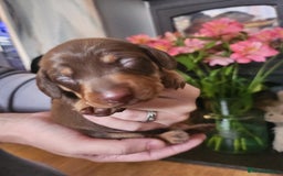 Miniature Dachshund dogs for sale: Chocolate and Tan mini dachshund  - Image 25