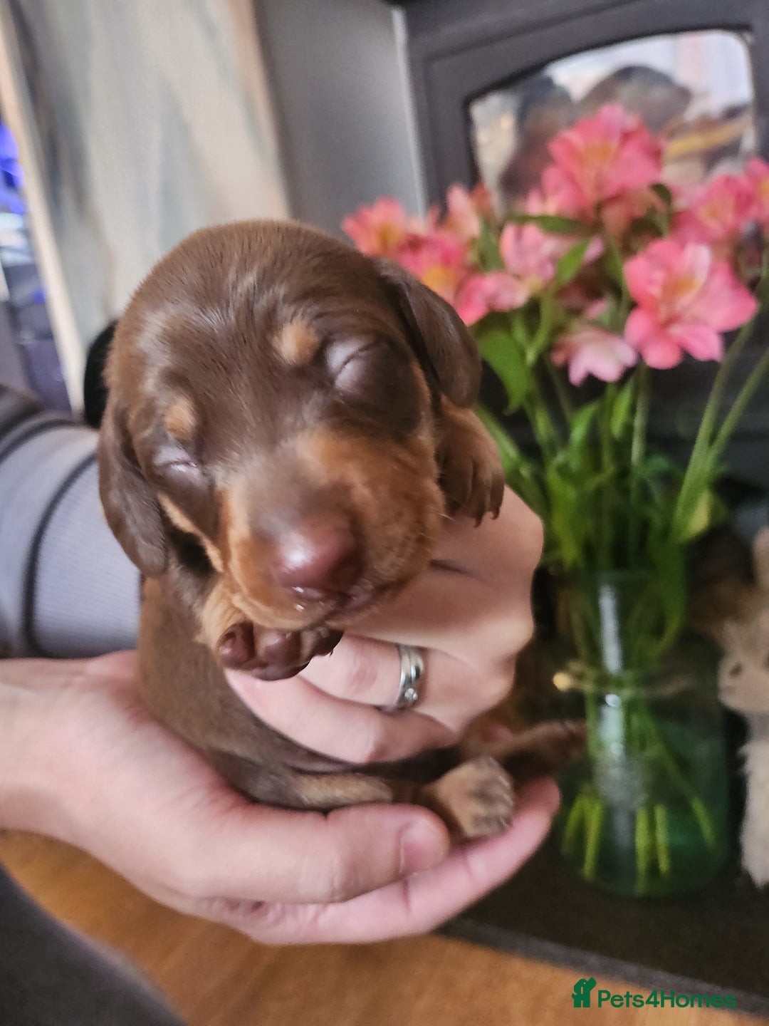 Miniature Dachshund dogs for sale: Chocolate and Tan mini dachshund  - Image 25