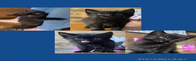 Mixed Breed 1