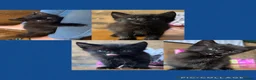 Mixed Breed cats for sale: MALE KITTENS (honest add please read)  - Advert 4