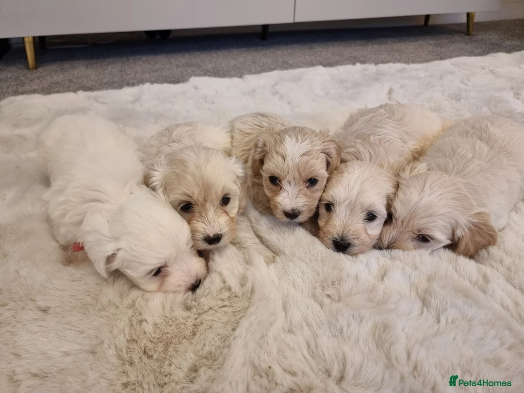 Maltipoo dogs for sale: 🐾 Beautiful Maltipoo Puppies – Home-Raised 🐾 - Advert 1